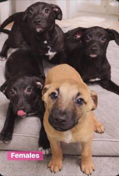 Hound and Terrier Dogs Available for Adoption in Port Jervis, New York - Lilac | PetCurious