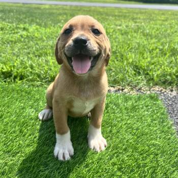 Kimi -  Labrador Retriever Dog for Adoption in Hughesville, Maryland - Kimi | PetCurious