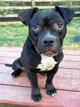 Boxer and Mixed Breed Dogs Available for Adoption in Derwood, Maryland - PURDY | PetCurious