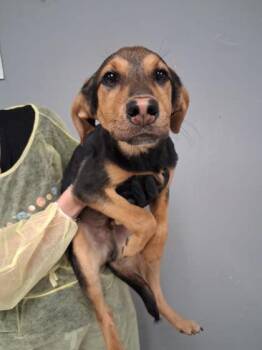 Shepherd and Mixed Breed Dogs Available for Adoption - Jake | PetCurious