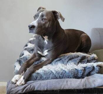 Jade -  Pit Bull Terrier Dog for Adoption in Thornton, Colorado - Jade | PetCurious