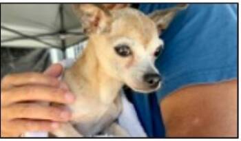 Jasmine -  Chihuahua Dog for Adoption in Creston, California - Jasmine | PetCurious