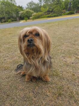 Yorkshire Terrier Dogs Available for Adoption in Virginia Beach, Virginia - Copper | PetCurious