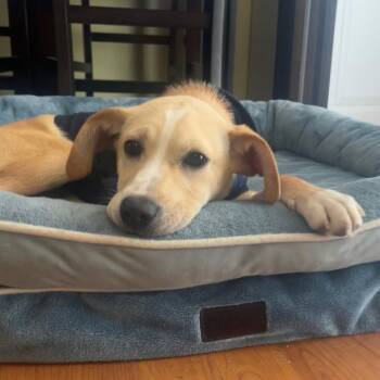 Nala -  Beagle and Yellow Labrador Retriever Dog for Adoption in Richmond, Virginia - Nala | PetCurious