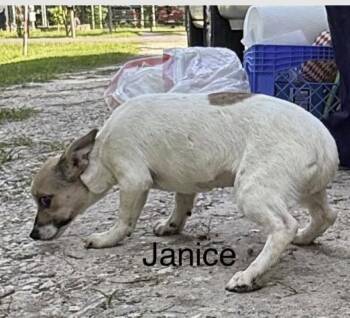 Rescue Chihuahua Dogs for Adoption in Spring, Texas - Janice | PetCurious