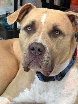 Cali fka Bambi -  American Bully Dog for Adoption in Las Vegas, Nevada - Cali Fka Bambi | PetCurious
