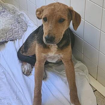 Molly -  Mixed Breed Dog for Adoption in Charleston, West Virginia - Molly | PetCurious