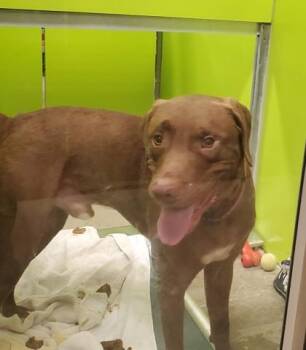 Scooby -  Labrador Retriever and Mixed Breed Dog for Adoption in Kansas City, Missouri - Scooby | PetCurious