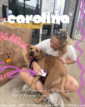Chow Chow and Shepherd Dogs Available for Adoption in Tallahassee, Florida - Carolina (Winnie The Poo) | PetCurious