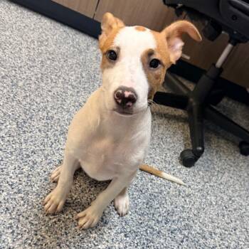 Roxy -  Jack Russell Terrier Dog for Adoption in Great Falls, Montana - Roxy | PetCurious