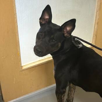 Rescue Mixed Breed Dogs for Adoption in Asheville, North Carolina - Canella | PetCurious