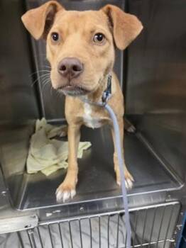 Smiley -  Mixed Breed Dog for Adoption in Beatrice, Nebraska - Smiley | PetCurious