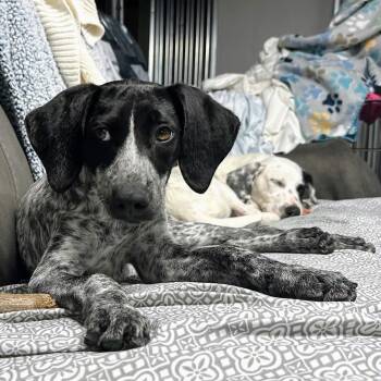 Penne -  Mixed Breed Dog for Adoption in Pataskala, Ohio - Penne | PetCurious