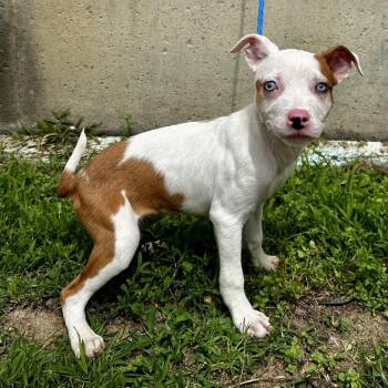 Mary Kate -  Mixed Breed Dog Available for Adoption in Warrensburg, Missouri - Mary Kate | PetCurious