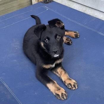 Monster -  Shepherd and Mixed Breed Dog for Adoption in Galax, Virginia - Monster | PetCurious