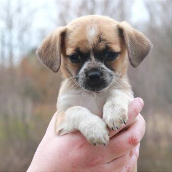 Chihuahua Dogs Available for Adoption in Eastford, Connecticut - CT Eclair Avail May 2 | PetCurious