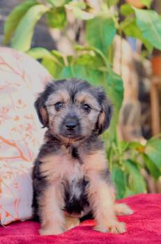 Yahtzee -  Schnoodle Dog for Adoption in San Diego, California - Yahtzee | PetCurious