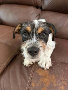 Buzz -  Jack Russell Terrier and Mixed Breed Dog for Adoption in Deltona, Florida - Buzz | PetCurious