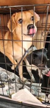 Drew -  Corgi Dog for Adoption in Weare, New Hampshire - Drew | PetCurious