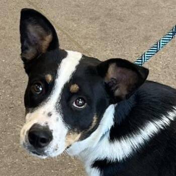 107757 -  Mixed Breed Dog for Adoption in Las Cruces, New Mexico - 107757 | PetCurious