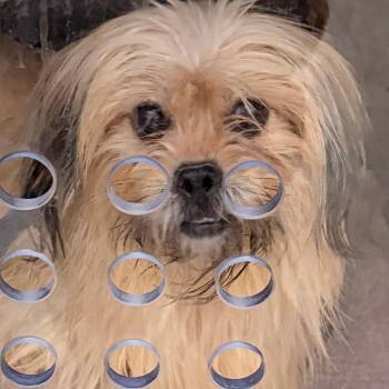 Kusama -  Mixed Breed Dog for Adoption in Philadelphia, Pennsylvania - Kusama | PetCurious