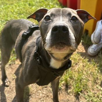 Rescue American Staffordshire Terrier Dogs for Adoption in Lynchburg, Virginia - Indigo | PetCurious