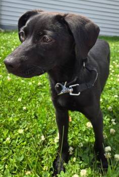 Rolo -  Labrador Retriever Dog for Adoption in Sandusky, Ohio - Rolo | PetCurious