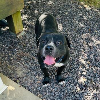 Rescue Mixed Breed Dogs for Adoption in St. Peters, Missouri - Capone | PetCurious