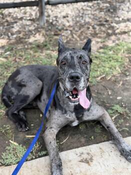 Zeus -  Great Dane Dog for Adoption in San Diego, California - Zeus | PetCurious
