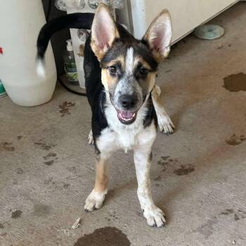 Rescue Shepherd Dogs for Adoption in Blacksburg, Virginia - Bee | PetCurious