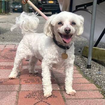 Jake -  Maltese Dog for Adoption in Huntington, New York - Jake | PetCurious