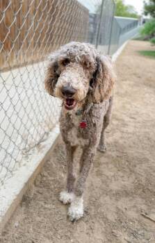Rocky -  Standard Poodle Dog for Adoption in Severance, Colorado - Rocky | PetCurious
