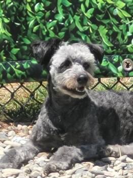 ADDISON* -  Terrier and Mixed Breed Dog for Adoption in Santa Cruz, California - ADDISON* | PetCurious