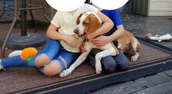 Hound Dogs Available for Adoption - Emerson-great Family Dog | PetCurious