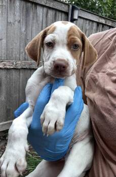 Frederick -  Brittany Spaniel Dog for Adoption in Bull Valley, Illinois - Frederick | PetCurious