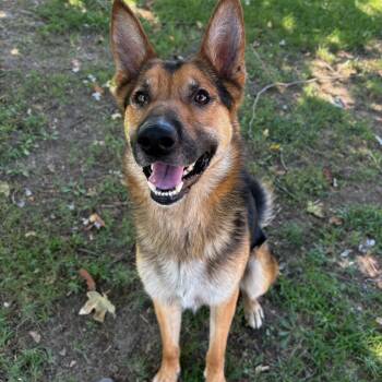 Rescue German Shepherd Dog Dogs for Adoption in San Jacinto, California - Rocky | PetCurious