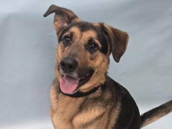 Meelo -  German Shepherd Dog and Australian Cattle Dog Blue Heeler Dog for Adoption in Minneapolis, Minnesota - Meelo | PetCurious
