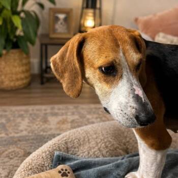 Ruthie -  Treeing Walker Coonhound Dog for Adoption in Sanford, North Carolina - Ruthie | PetCurious