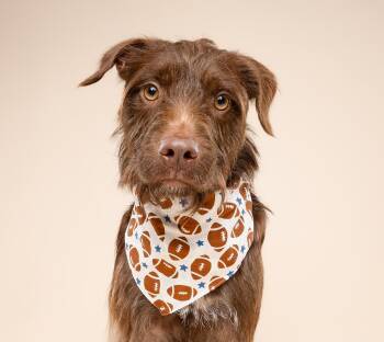 Murphy -  Labradoodle Dog for Adoption in Hollywood, Florida - Murphy | PetCurious