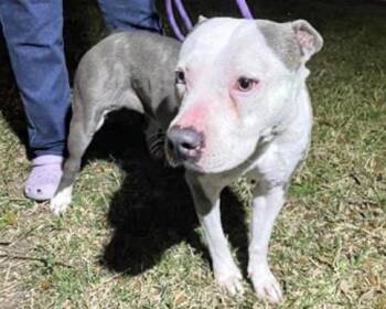 Pit Bull Terrier Dogs Available for Adoption - A651321 | PetCurious