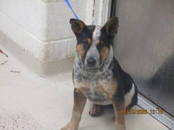 Australian Cattle Dog Blue Heeler Dogs Available for Adoption - Tork(315) | PetCurious