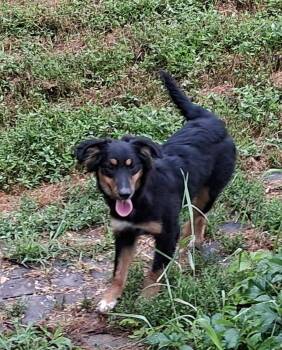 Lucy -  Australian Shepherd and Dachshund Dog for Adoption in Mcconnelsville, Ohio - Lucy | PetCurious