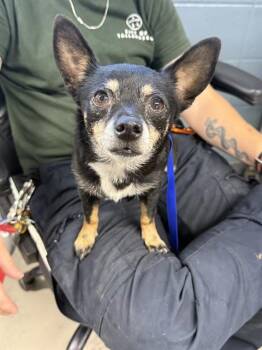 MARIAH -  Chihuahua Dog for Adoption in Tallahassee, Florida - MARIAH | PetCurious