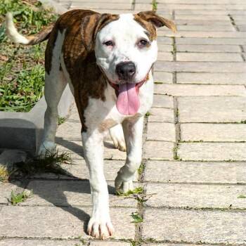 BENNETT -  Pit Bull Terrier and Mixed Breed Dog for Adoption in St. Louis, Missouri - BENNETT | PetCurious