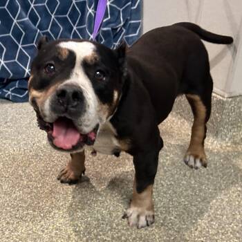 139584 -  Pit Bull Terrier Dog for Adoption in San Gabriel, California - 139584 | PetCurious
