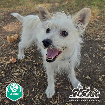 Rescue Terrier and Mixed Breed Dogs for Adoption in Irvine, California - QTIP | PetCurious