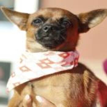 Chuck Norris -  Chihuahua and Mixed Breed Dog for Adoption in San Antonio, Texas - Chuck Norris | PetCurious