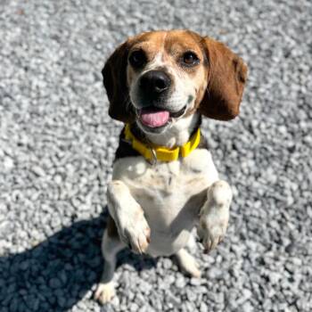 Todd -  Mixed Breed Dog for Adoption in Hendersonville, North Carolina - Todd | PetCurious