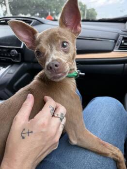 Twiggy -  Chihuahua Dog for Adoption in New Orleans, Louisiana - Twiggy | PetCurious