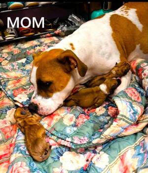 Farrah SS in MS -  Mixed Breed Dog for Adoption in Warwick, Rhode Island - Farrah SS In MS | PetCurious